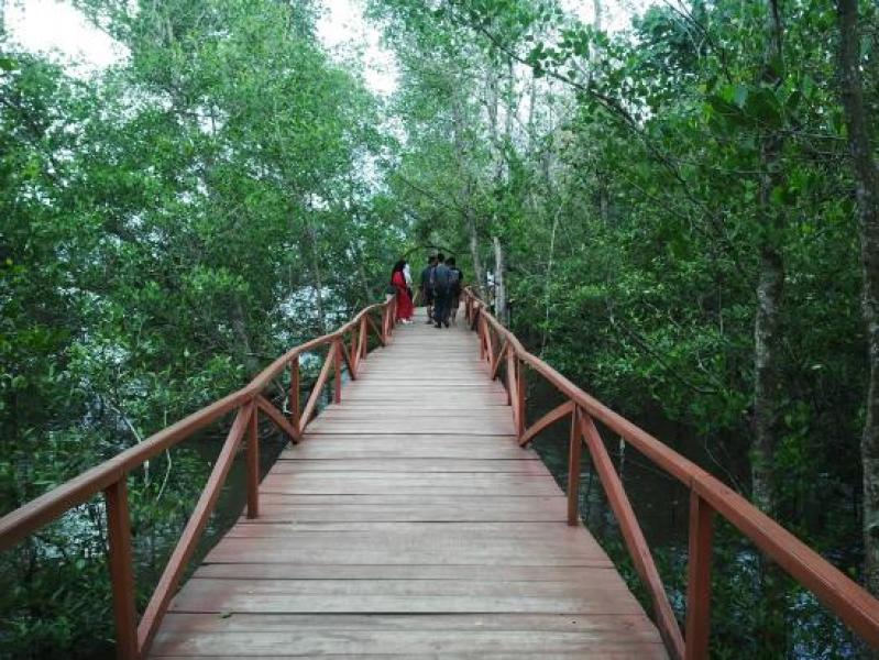 Konsevasi Mangrove